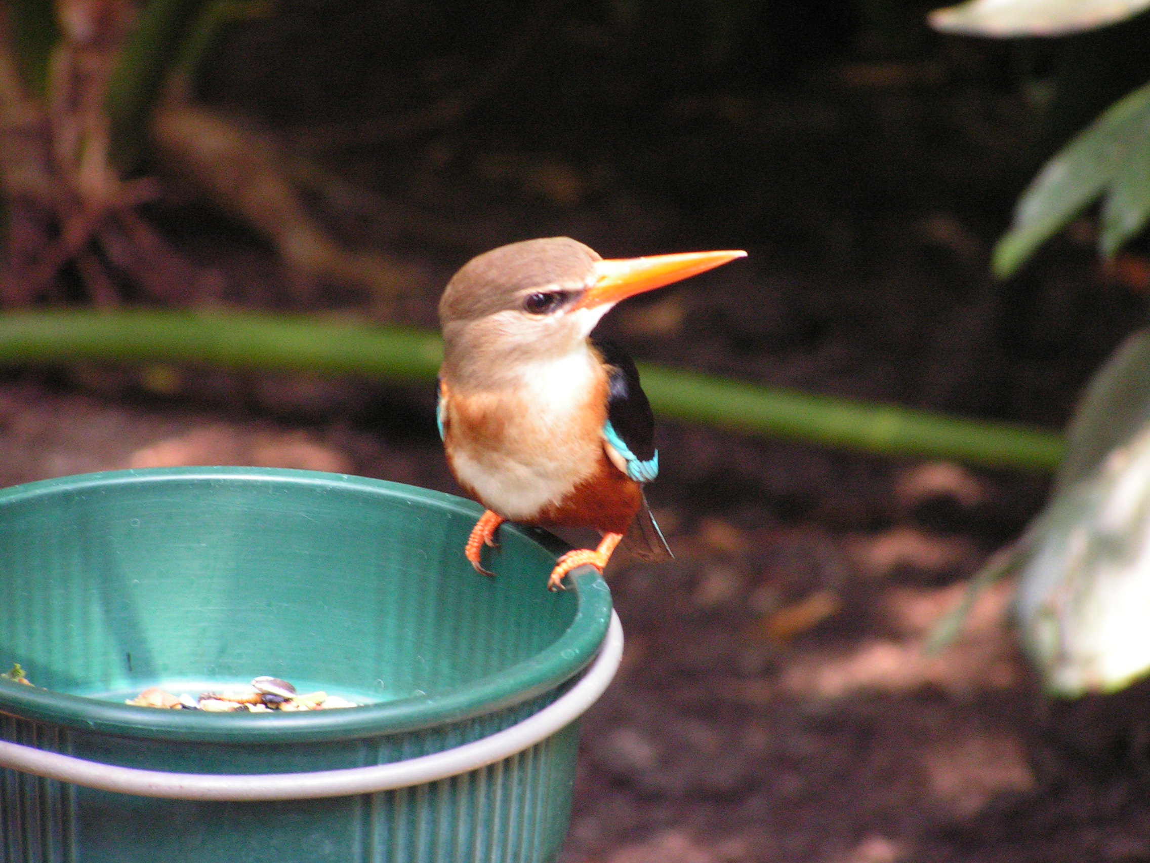 ./2006/EMMMS Zoo/PattieZooPics0016.JPG